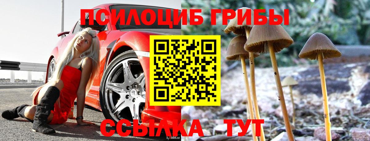 Галлюциногенные грибы Psilocybe Коряжма